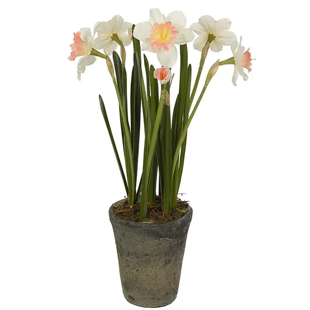 Mr Plant Narsissi Huonekasvi 55 cm Pinkki