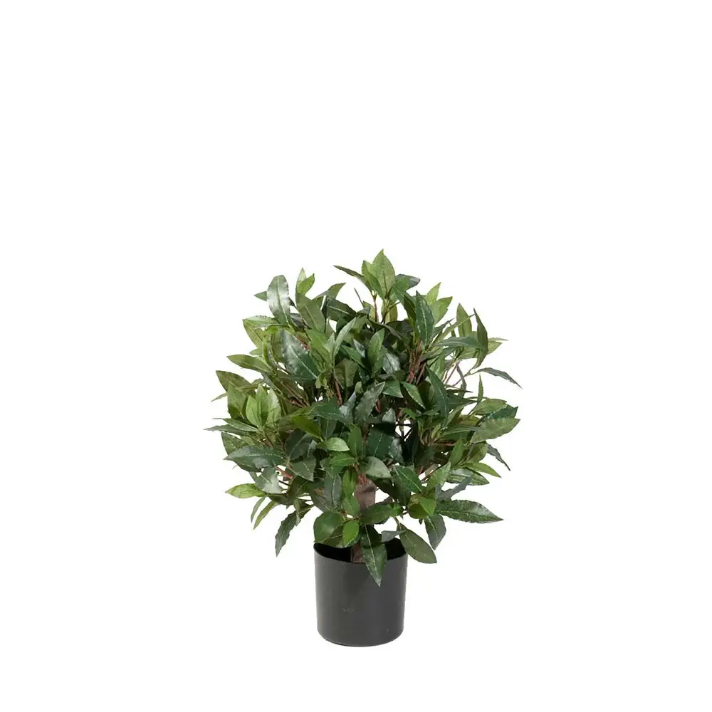 Mr Plant, Lagerlaakeripuu 50 cm