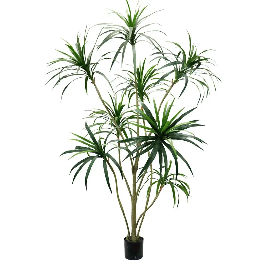 Mr Plant, Dracena kämmen 240 cm