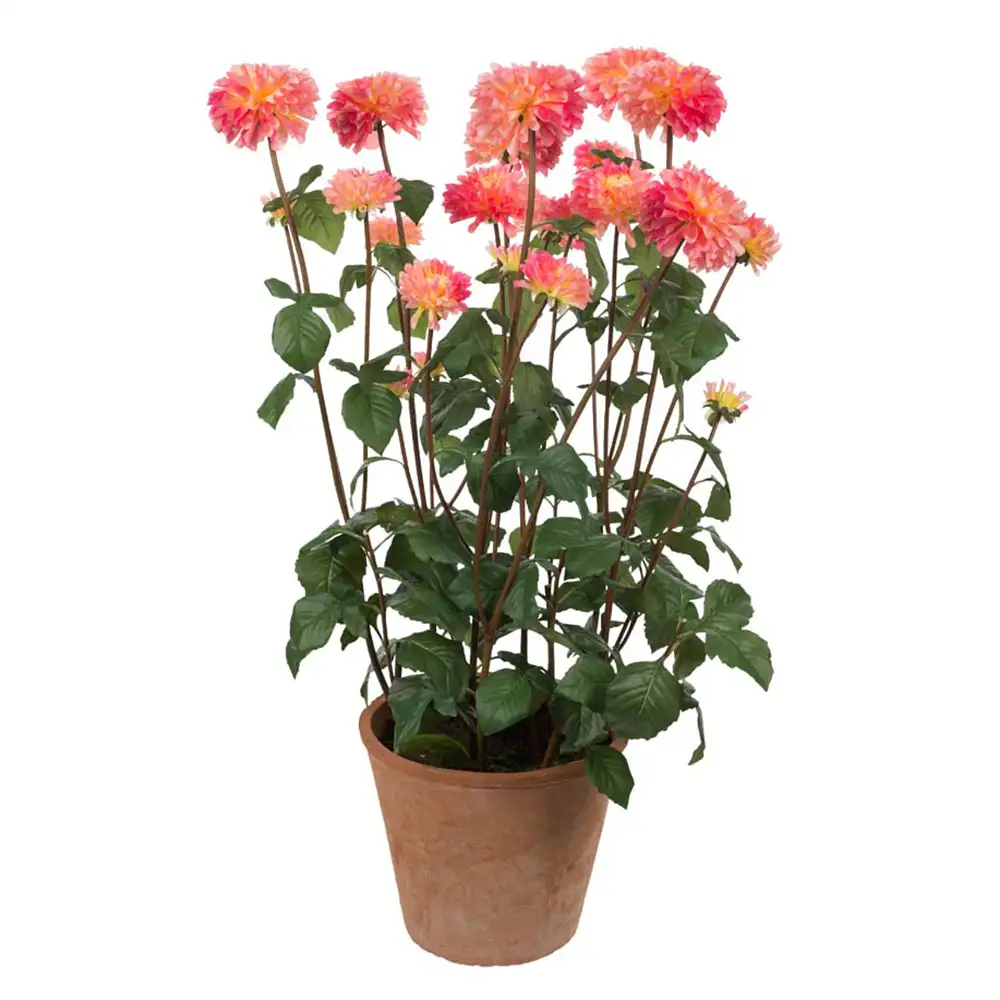 Mr Plant Dahliakasvi 100 cm Vaaleanpunainen